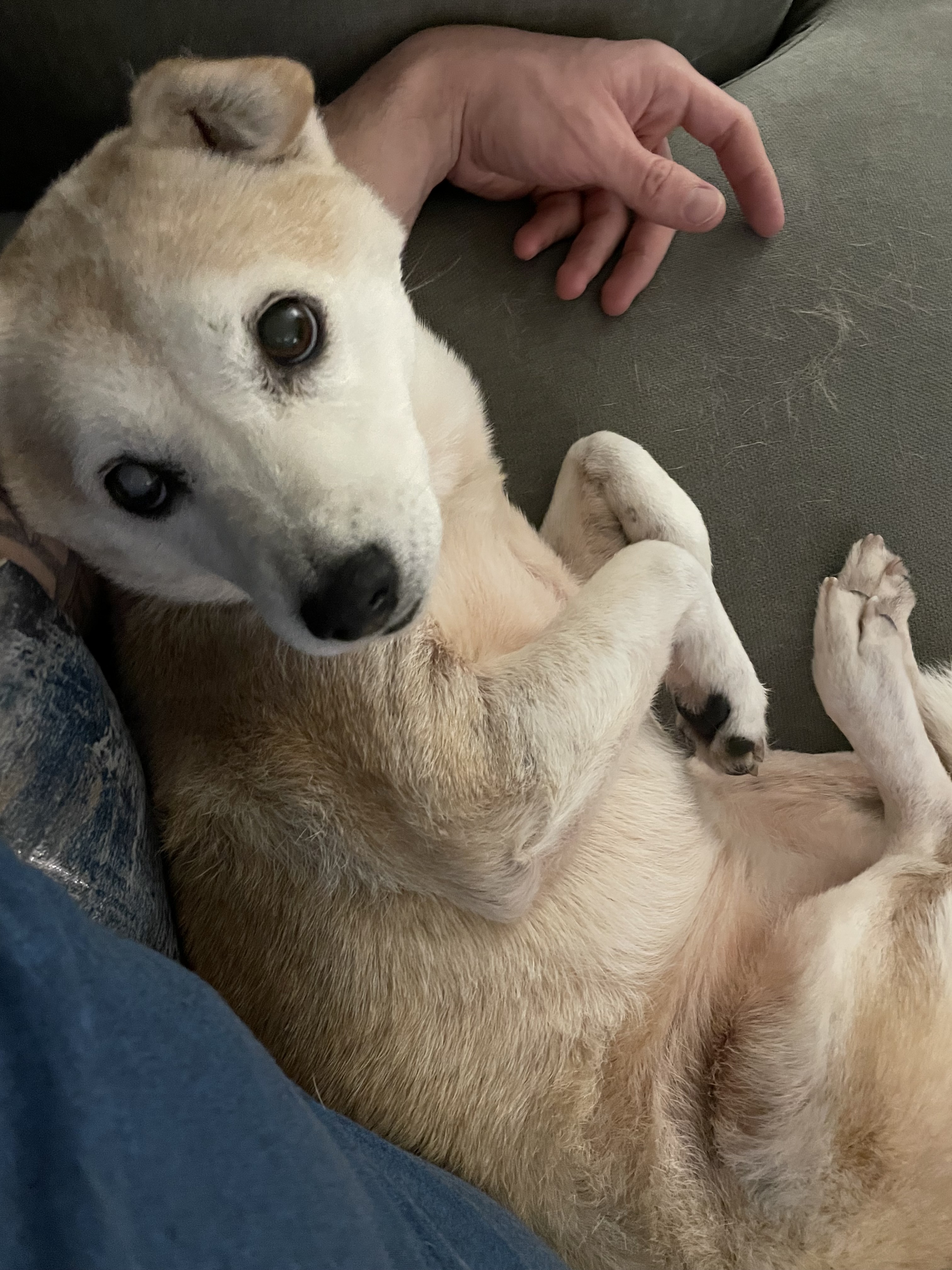 Zuki